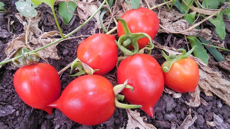 How to grow a Geranium Kiss tomato with compact bushes, rich flavor and consistent yield