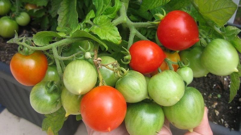 How to grow a Geranium Kiss tomato with compact bushes, rich flavor and consistent yield