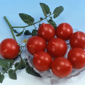 How to grow a Geranium Kiss tomato with compact bushes, rich flavor and consistent yield