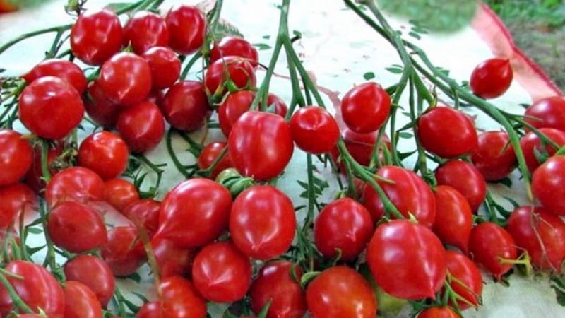 How to grow a Geranium Kiss tomato with compact bushes, rich flavor and consistent yield