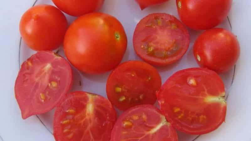 How to grow a Geranium Kiss tomato with compact bushes, rich flavor and consistent yield