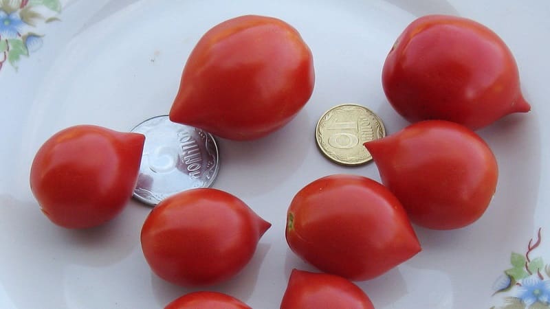How to grow a Geranium Kiss tomato with compact bushes, rich flavor and consistent yield