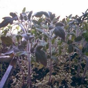 Purple spots appeared on tomato leaves: why this could happen and how to save your tomato harvest