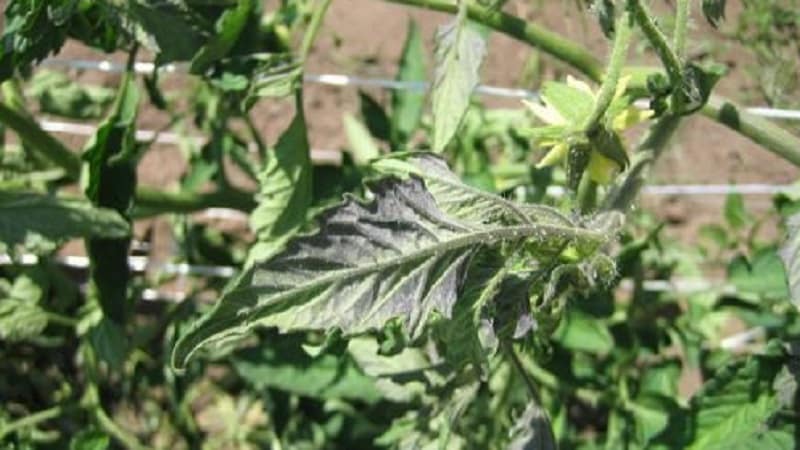 Purple spots appeared on tomato leaves: why this could happen and how to save your tomato harvest