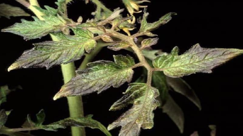 Purple spots appeared on tomato leaves: why this could happen and how to save your tomato harvest