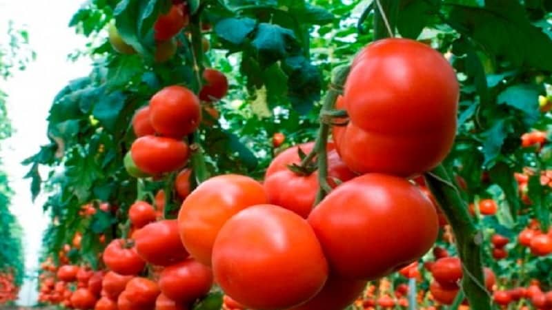 Large-fruited Dutch hybrid tomatoes Makhitos: secrets of proper care for a bountiful harvest
