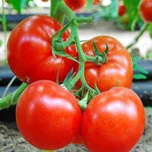 Large-fruited Dutch hybrid tomatoes Makhitos: secrets of proper care for a bountiful harvest