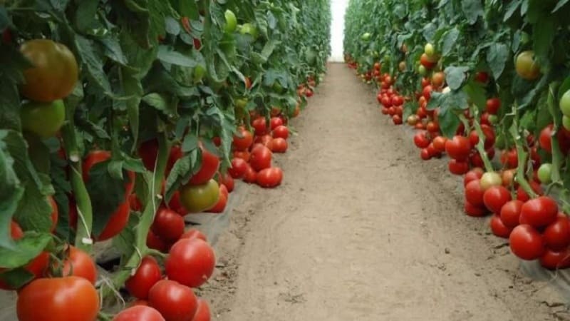 Large-fruited Dutch hybrid tomatoes Makhitos: secrets of proper care for a bountiful harvest