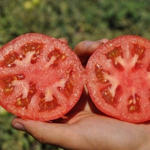 Large-fruited Dutch hybrid tomatoes Makhitos: secrets of proper care for a bountiful harvest