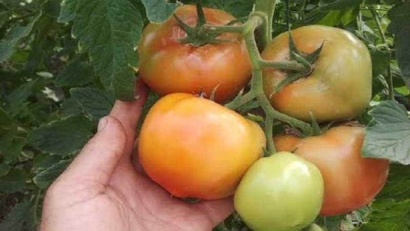Large-fruited Dutch hybrid tomatoes Makhitos: secrets of proper care for a bountiful harvest