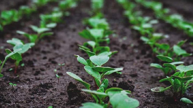When to plant radishes in the summer for the second time and how to do it correctly