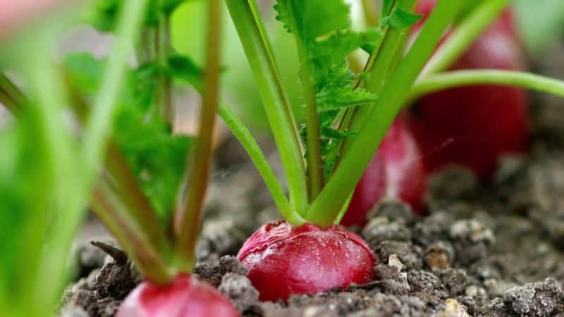 When to plant radishes in the summer for the second time and how to do it correctly