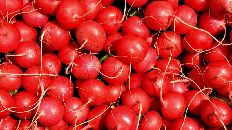 When to plant radishes in the summer for the second time and how to do it correctly