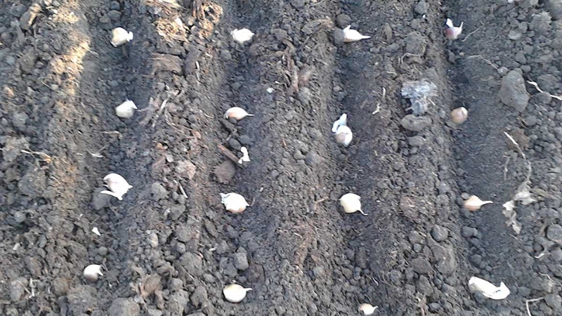 When to plant radishes in the summer for the second time and how to do it correctly