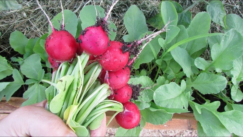 When to plant radishes in the summer for the second time and how to do it correctly