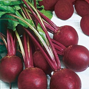 How to properly grow the wonderful Kestrel beet hybrid and how it differs from other species
