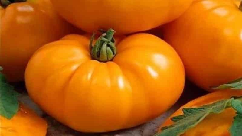 Why farmers love the Orange Elephant tomato so much