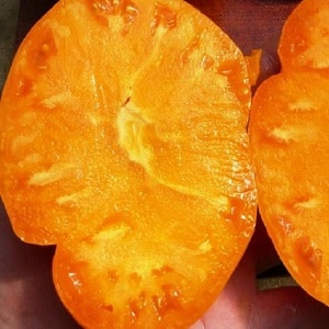 Why farmers love the Orange Elephant tomato so much
