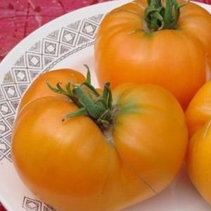 Why farmers love the Orange Elephant tomato so much