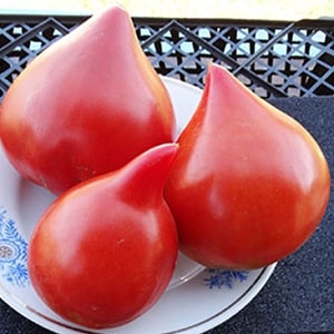 German tomato variety Vater Rhein - ideal for making salads, juice, ketchup and various sauces