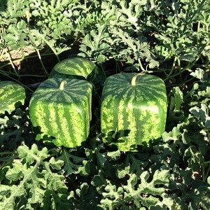 Do blue watermelons exist or is it an internet myth?
