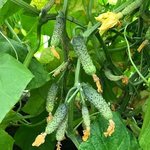 What are the names of small cucumbers and what varieties of this type are the best?