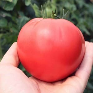 In what soil does the Rosemary tomato produce the highest yield and what else affects it?