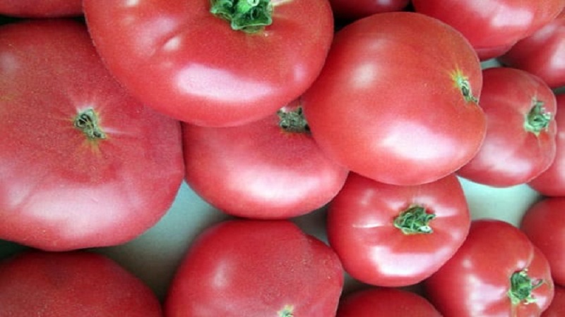 In what soil does the Rosemary tomato produce the highest yield and what else affects it?