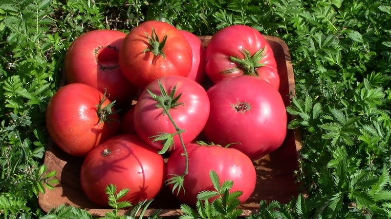 In what soil does the Rosemary tomato produce the highest yield and what else affects it?
