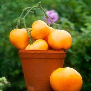 Tasty and time-tested tomato Heart of Ashgabat: review of the variety and the basics of its cultivation