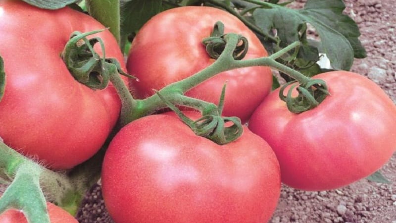 How to grow a fragrant and tasty Pink Unicum tomato: a guide to action for beginners and experienced gardeners