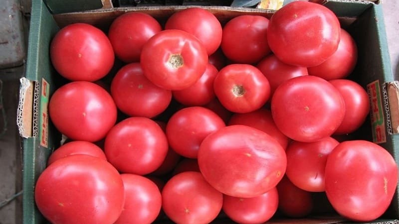 How to grow a fragrant and tasty Pink Unicum tomato: a guide to action for beginners and experienced gardeners