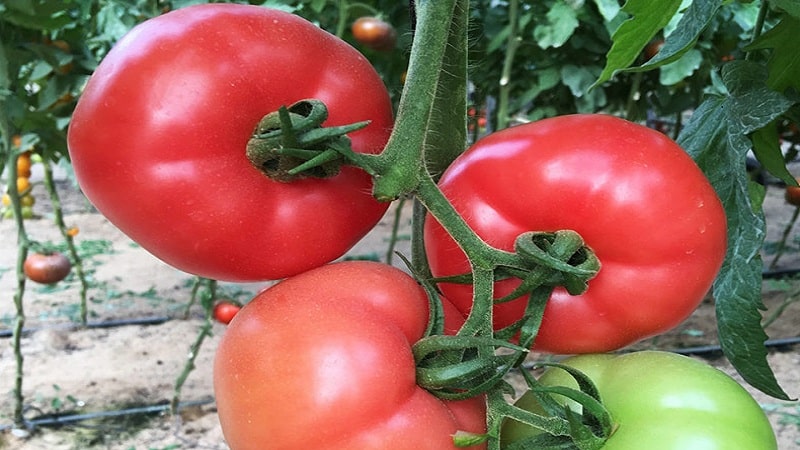 How to grow a fragrant and tasty Pink Unicum tomato: a guide to action for beginners and experienced gardeners