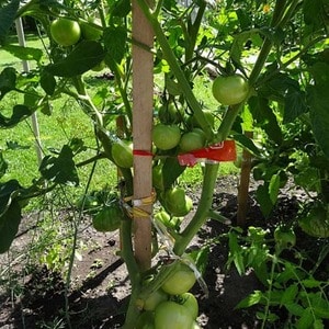 A variety of tomatoes with a telling name - tomato Neighbor's envy f1: what is good and how to grow it correctly