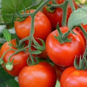 A variety of tomatoes with a telling name - tomato Neighbor's envy f1: what is good and how to grow it correctly