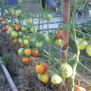 A variety of tomatoes with a telling name - tomato Neighbor's envy f1: what is good and how to grow it correctly