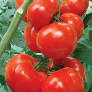 A variety of tomatoes with a telling name - tomato Neighbor's envy f1: what is good and how to grow it correctly