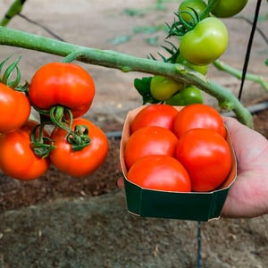 A variety of tomatoes with a telling name - tomato Neighbor's envy f1: what is good and how to grow it correctly