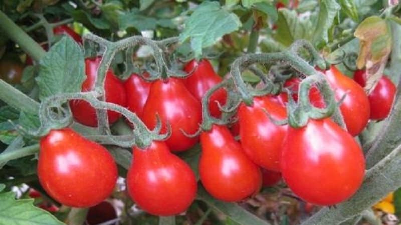 How to grow the Red Pear tomato on your own plot: review of the variety and secrets of care from experienced gardeners