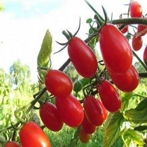 How to grow the Red Pear tomato on your own plot: review of the variety and secrets of care from experienced gardeners