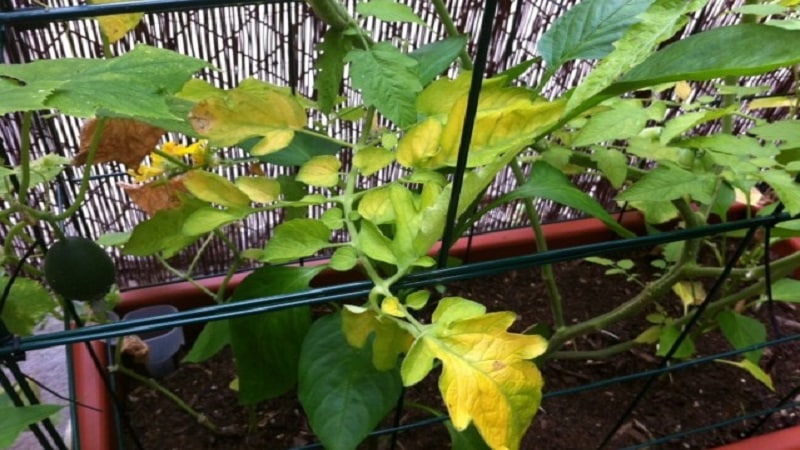 Why yellow spots appear on tomato leaves in a greenhouse and how to save your tomato harvest