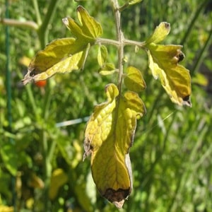 Why yellow spots appear on tomato leaves in a greenhouse and how to save your tomato harvest