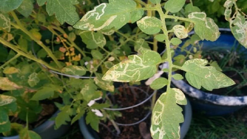 Why yellow spots appear on tomato leaves in a greenhouse and how to save your tomato harvest
