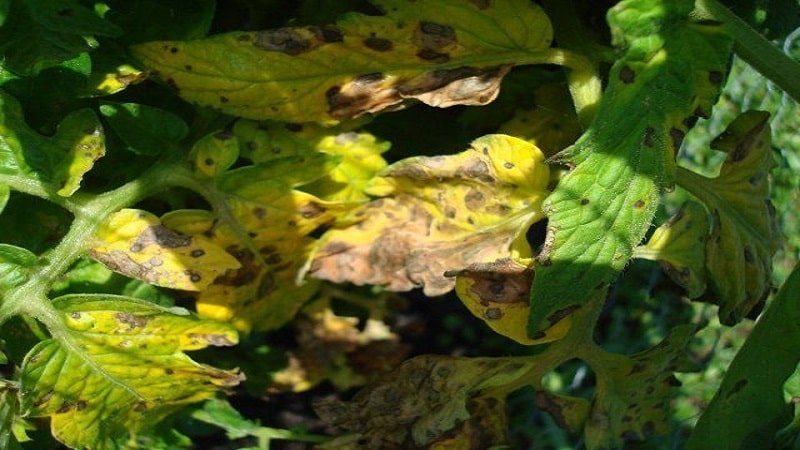 Why yellow spots appear on tomato leaves in a greenhouse and how to save your tomato harvest