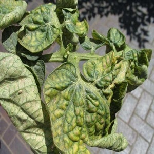 Why yellow spots appear on tomato leaves in a greenhouse and how to save your tomato harvest