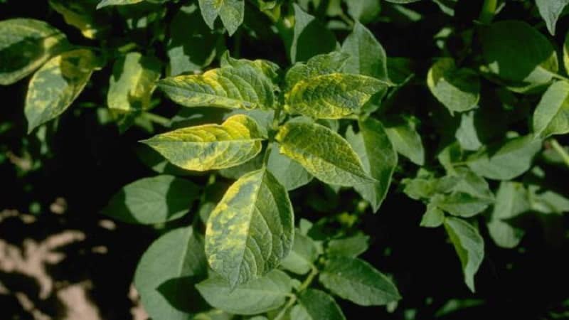 Why yellow spots appear on tomato leaves in a greenhouse and how to save your tomato harvest