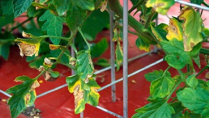 Why yellow spots appear on tomato leaves in a greenhouse and how to save your tomato harvest
