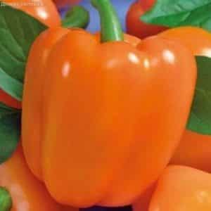 A hybrid that will not leave you indifferent - the Orange Miracle pepper and the features of its cultivation