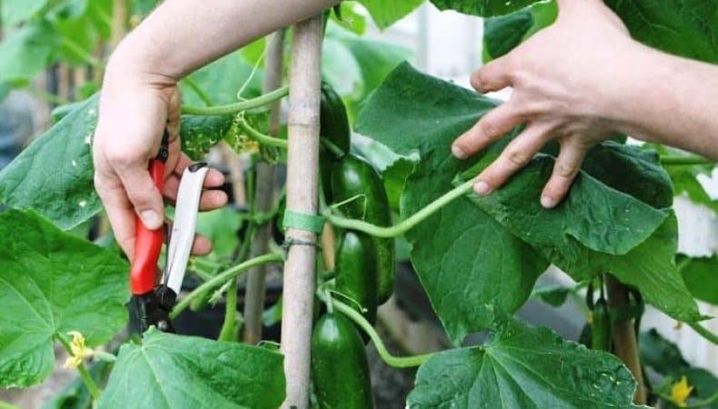Is it possible to trim leaves from cucumbers and how to do it correctly