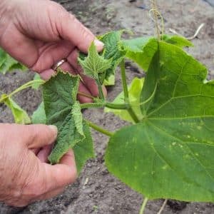 Is it possible to trim leaves from cucumbers and how to do it correctly